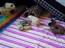 New Guinea Pig introduced