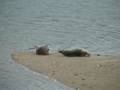 videos de Basking Seals Shirttail Point Wellfleet.wmv