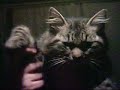 gato-bailarin.html