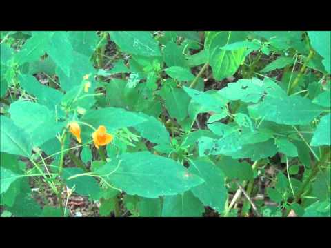 how to harvest jewelweed