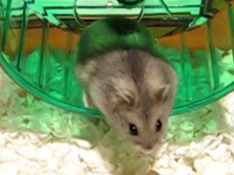 hamster - Darcy the winter white Hamster just joined our family. This is her first moments in her new home. After about 20 minutes of exploring her cage, she promptly ...