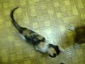 Kitten Milk BEGGER
