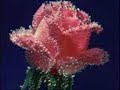 Z�lf� Kak�llerin Amber Misali