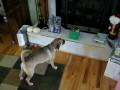 Phinneus vs. Scooby Doo in a Box
