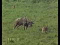 Lion vs.Tiger fight over Ox baby feat.Kurdish Techno Music
