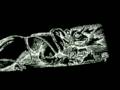Thornafire - From Grand and Darkest Conversion