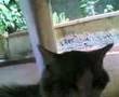 videos de Zorro e Picasso si riposano