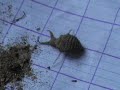 Ant lion captures spider. Ant lion captures spider.