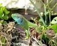 Lizard, lézard