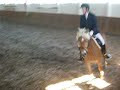 Olinis erste A- Pr�fung (Reitpferdeeign.)