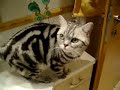 Unser Kater trinkt am liebsten aus dem Wasserhahn