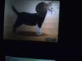 Nintendogs:Best friends and dacshund and friends Nintendogs:Best friends and dacshund and friends