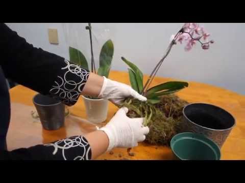 how to care for a dying orchid