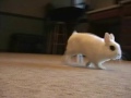 \"Boing!\" Dwarf hotot bunny binkies! \"Boing!\" Dwarf hotot bunny binkies!