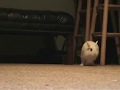 Boing! Dwarf hotot bunny binkies!