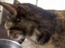 Emma kitten for adoption ***ADOPTED*** 2008