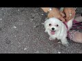 Click here to watch this video 귀여운 흰강아지 Cute dog . Jeonju city. KOREA