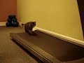 Here they Go Again! Treadmill Kittens!