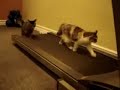 Here they Go Again! Treadmill Kittens!