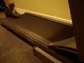 Here they Go Again! Treadmill Kittens!