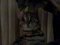 Indy F 1 bengal on his cat tree