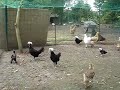kuikens