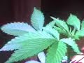 Himalaya gold......1 de 5