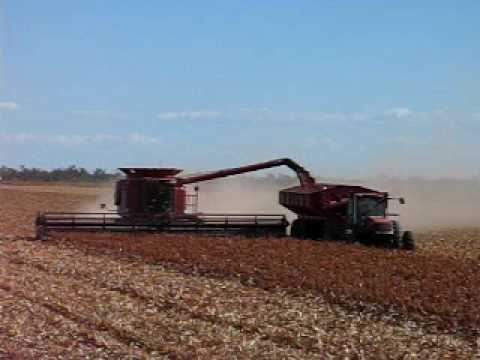 Sorghum Harvest