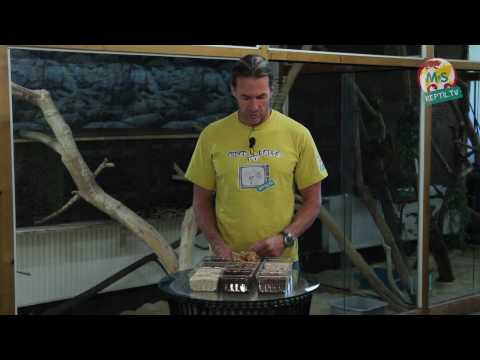 Reptil.TV - Folge 20 - Boden-Substrate und Ihre Verwendung