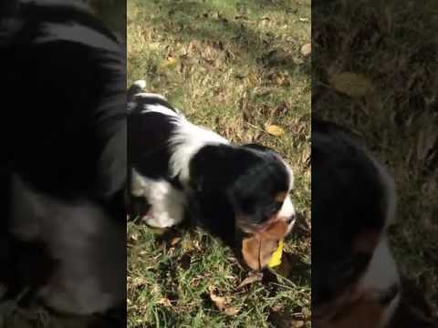 Cavalier King Charles Spaniel female for sale!