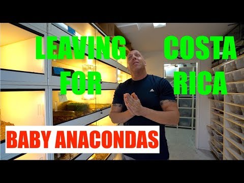 YouTube reptile video