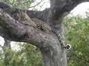 Battle at Kruger Leopard vs. Monkey Part II Battle at Kruger Leopard vs. Monkey Part II