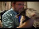 Coco the Fiesty Ferret
