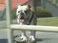 Tyson The Skateboarding Bulldog Musical Montage