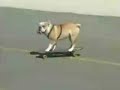 Tyson The Skateboarding Bulldog Musical Montage