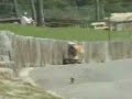 Tyson The Skateboarding Bulldog Musical Montage