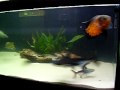 Bioaqua- Peixes Ornamentais e Projetos AquaristicosContato: (11) 2713-9702 ou (11)9342-9598 