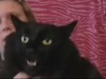 Kitty Cat Kitty Cat