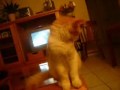 da jamaican catnip song