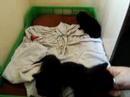 Michu, Bichi y Dunia