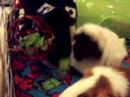 videos de Guinea pigs and a hanging treat ball...