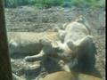whipsnade lions and the chimp