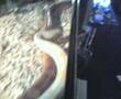 snakes-have-sex-2