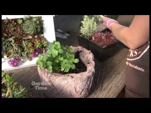 how to plant sedum