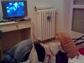phoebe red persian cat look tv kitten micina phoebe red persian cat look tv kitten micina