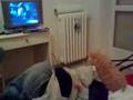 phoebe red persian cat look tv kitten micina