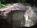 COQUITLAM MUD SLIDE STARTED BY BROKEN WATER PIPE ON CORONA CRESCENT DEC 16 2009 TAPE TWO.wmv