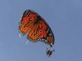 "The Monarch" PPG First Flights