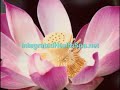 Integrated Health Spa  (770) 942-2545  Marietta GA  Infertility Naturopathy