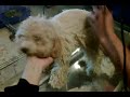 Tokyo, Toy Poodle Getting Groomed Tokyo, Toy Poodle Getting Groomed